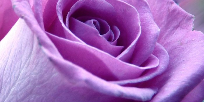 938x1668 Download wallpaper 938x1668 roses, flowers, purple, flower, close-up
