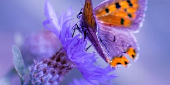 1242x2688 1242x2688 Butterfly Purple Flower Iphone XS MAX HD 4k Wallpapers