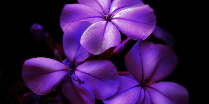 4167x5555 Dark Purple Flower iPhone Wallpapers - Top Free Dark Purple Flower