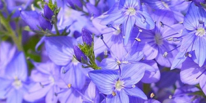 828x1792 Purple flowers bloom, spring 828x1792 iPhone XR wallpaper