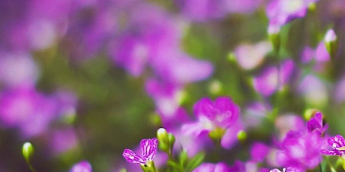 1080x1920 Flower Wallpaper iPhone (84+ images)