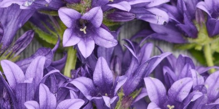 750x1334 Purple flowers, wood background 750x1334 iPhone 8/7/6/6S wallpaper