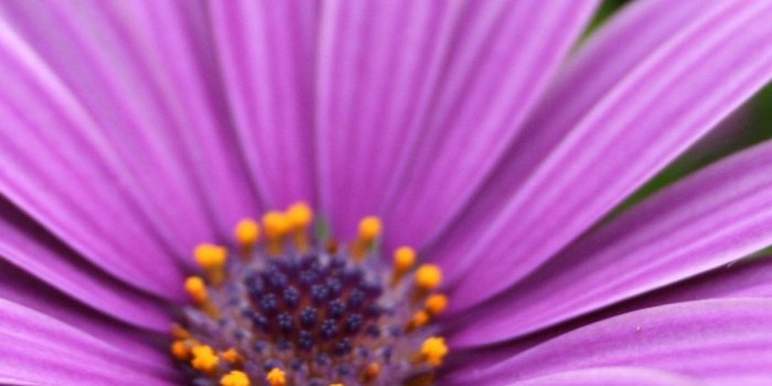 1080x1920 Purple Flowers iPhone 6 Plus Wallpaper 14059 - Flowers iPhone 6 Plus