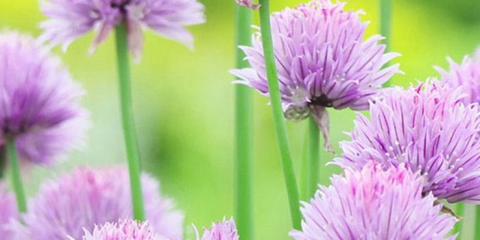 1080x1920 iphone 6 Plus Purple Flower Wallpaper, Purple Flower-2