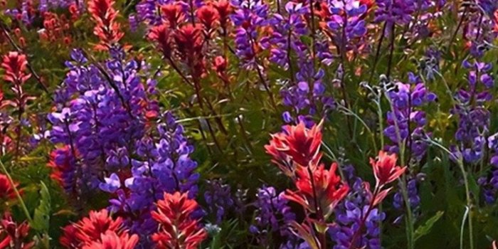 750x1334 Flower Iphone Wallpaper Hd (#69626) - HD Wallpaper Download