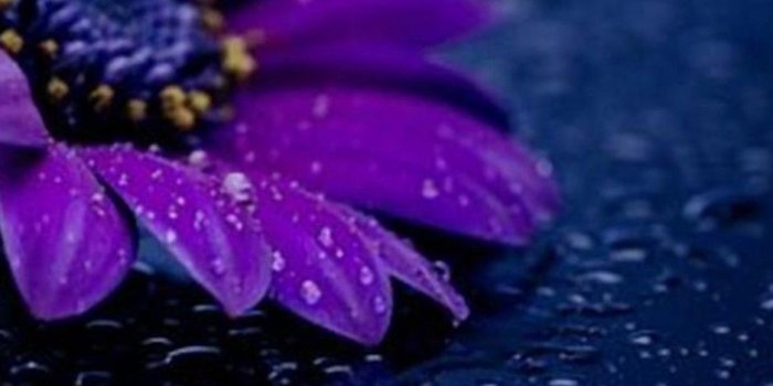 938x1668 White and purple flower on glass with water drizzle mobile wallpaper