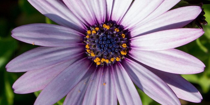 1080x1920 Pretty Purple Flower iPhone 6s Wallpapers HD