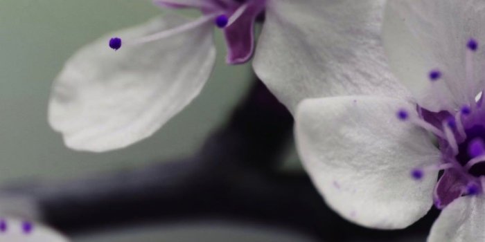 1242x2688 Plant flowers white purple | wallpaper.sc iPhone XS Max