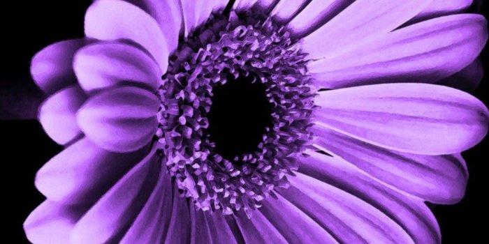 1080x1920 Violet Daisy Flower iPhone Wallpaper | 2019 3D iPhone Wallpaper