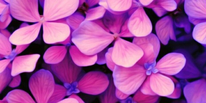 720x1280 Purple Flowers Wallpaper For Iphone - Flowers Healthy