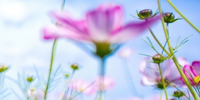 1080x1920 Beautiful Purple Flower Wallpaper | iPhone Wallpaper