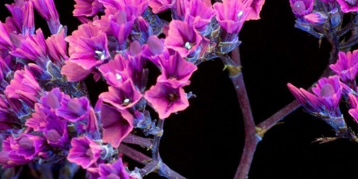 750x1334 750x1334 Oled Purple Flower iPhone 6, iPhone 6S, iPhone 7 HD 4k