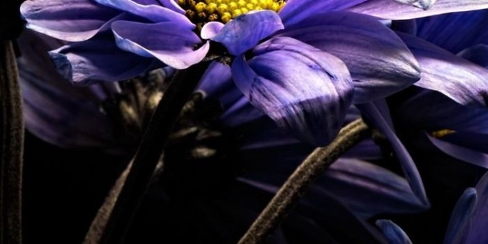 750x1334 Purple gerbera flowers, black background 750x1334 iPhone 8/7/6/6S