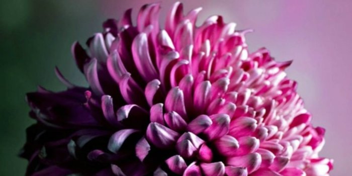 1080x1920 iphone 6 Plus Purple Flower Wallpaper