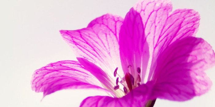 1080x1920 Flower Wallpaper iPhone (84+ images)