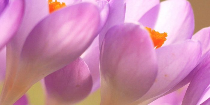 1080x1920 Purple Flower iPhone Wallpaper - iDrop News