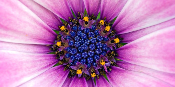 1920x1200 Amazing Purple Flower - Wallpaper Flowers | Screen Destop - Download