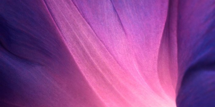 1080x1920 Abstract Purple Flower Lockscreen iPhone 8 Wallpapers Free Download