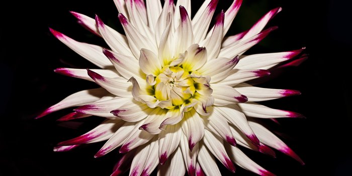 4256x2832 White And Purple Flower iPhone Wallpaper - iDrop News