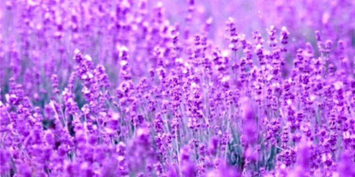 1080x1920 Iphone 6s Purple Flower Wallpaper - Flowers Healthy