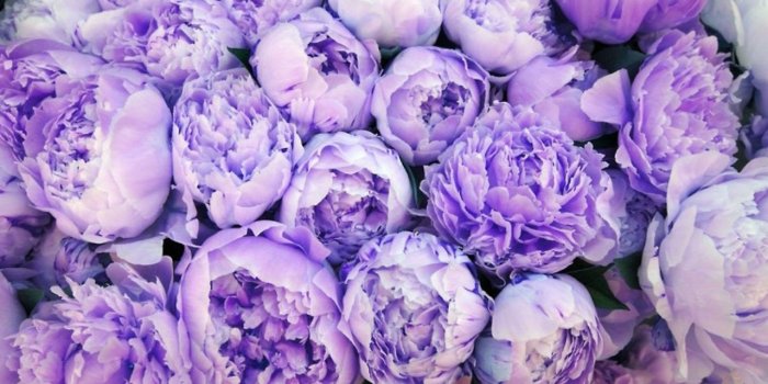 1280x800 Wallpaper purple flower Gallery
