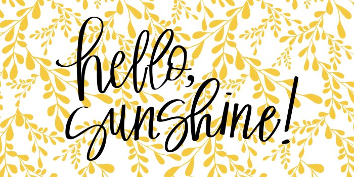 2560x1600 Free photo: Hello sunshine - Sunny, Yellow, Sunflower - Free