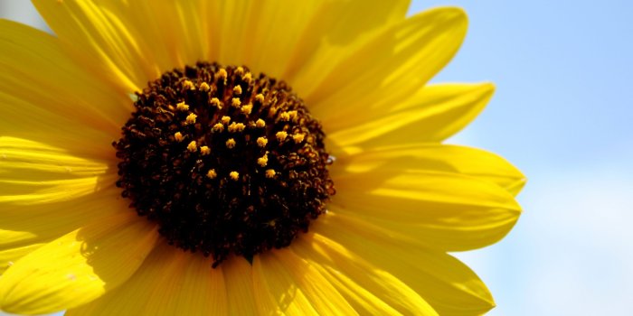 2560x1920 Hello, Sunshine ❤ 4K HD Desktop Wallpaper for 4K Ultra HD TV • Wide