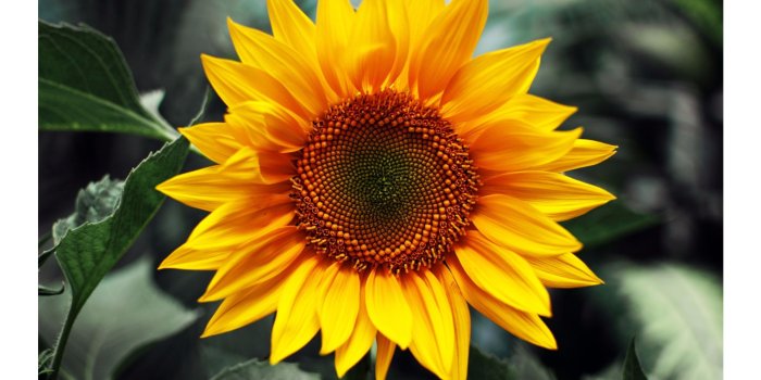 3840x2160 45+ Sunflower Large High Res Wallpapers - Download at WallpaperBro
