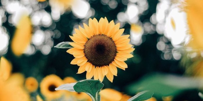736x1104 sunflowers. | Backgrounds in 2019 | Sunflower wallpaper, Flowers, Plants