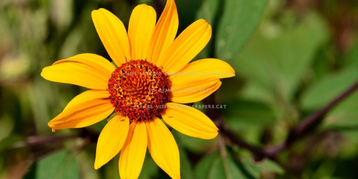 3000x2000 hello sunshine sunny sunflower summer