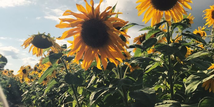 3024x4032 Sunflower Field | Petunia's Picks | Sunflower fields, Sunflower