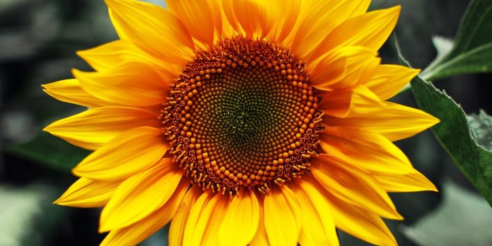 1600x1200 Sunflower Flower Wallpaper | Happy Sunflowers | Sunflower wallpaper