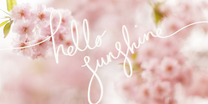 1680x1050 Free download Hello Sunshine A Cherry Blossom Desktop Wallpaper