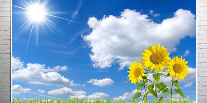 1500x1494 PHMOJEN Blue Sky White Clouds Sunflowers Photography Backdrop Sunshine  Grass Background Vinyl 10x7ft YouTube Computer Screen Wallpaper Photo  Studio