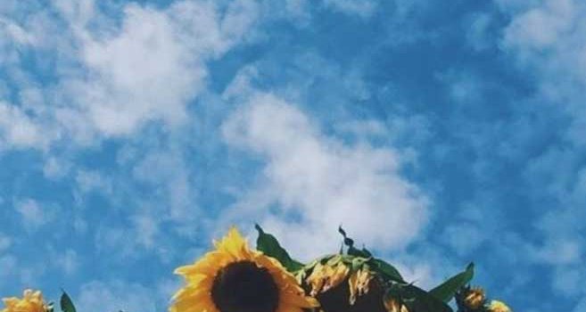 657x1334 sunflowers Archives - Idea Wallpapers , iPhone Wallpapers,Color Schemes