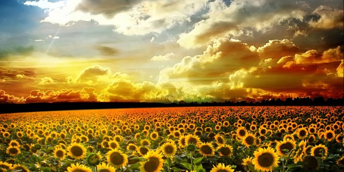 2560x1920 45+ Sunflower Large High Res Wallpapers - Download at WallpaperBro