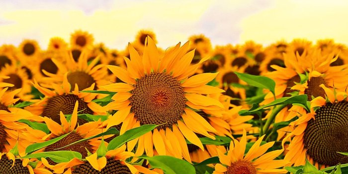 1080x1920 Sunflower field | iPhone Wallpaper