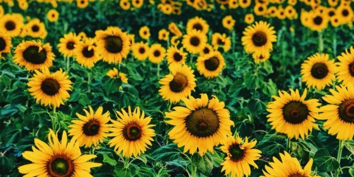 960x1280 12june2019wednesday - nobody cares - | Cute wallpapers in 2019