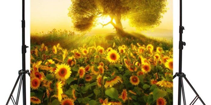 1010x1142 Amazon.com : CSFOTO 6x8ft Background Sunflower Field Isolated Tree