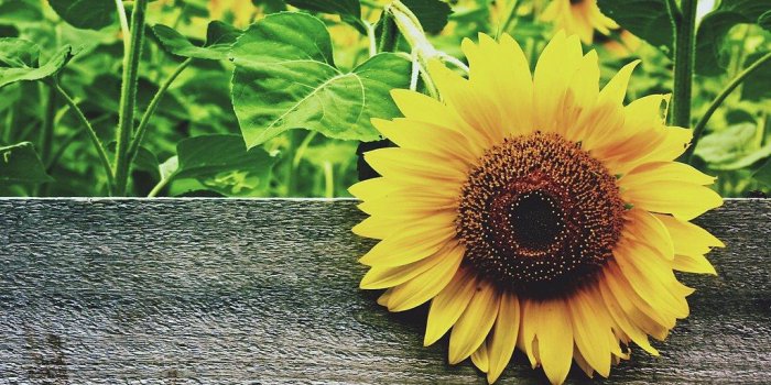 1024x768 hello sunshine - Download Photo - Tomato.to - Search Engine For Photos