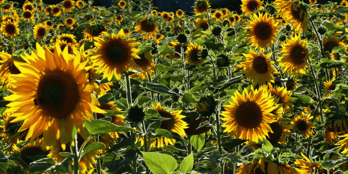 1920x1080 Sunflower field backlit in the sunshine Stock Video Footage - Storyblocks  Video