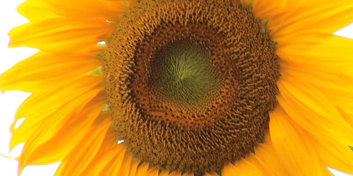 1280x960 NuonSoft :: Wallpaper Cycler - Wallpapers - Sunflowers