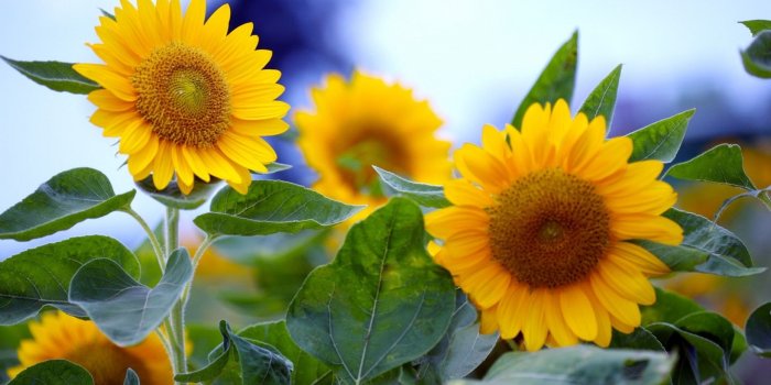 1862x1047 Sunflower HD Wallpapers – what are sunflowers