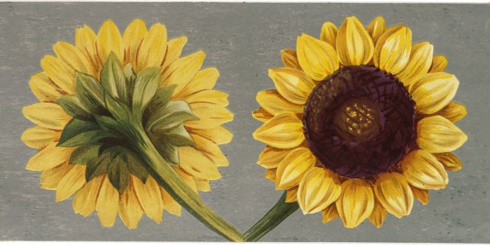 1800x876 8 Sunflower Images - Beautiful!