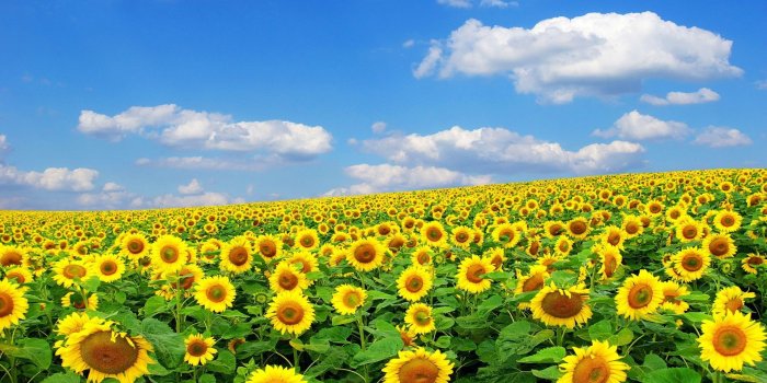 1920x1080 Sunflower Wallpapers HD Wallpapers Pulse | Wallpaper in 2019