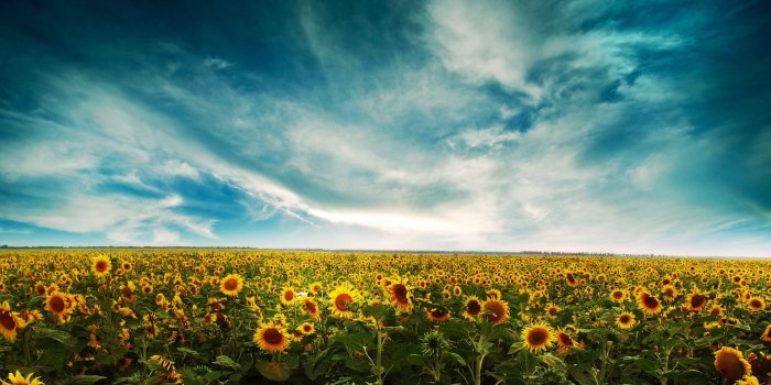 1920x1200 45+ Sunflower Large High Res Wallpapers - Download at WallpaperBro
