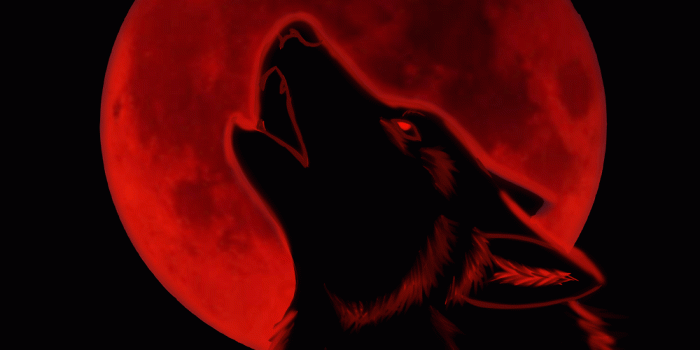 1000x1000 40+ Neon Red Wolf Wallpapers - Download at WallpaperBro