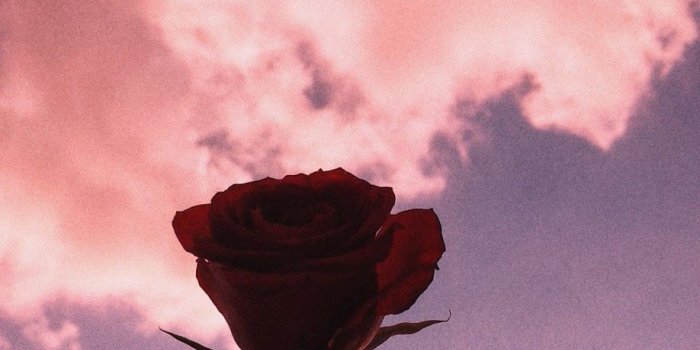 918x1632 i wish i was able to give you a pink rose every now and then. and