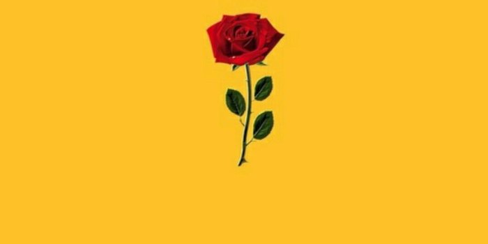1080x1920 just a simple red rose in front of a yellow back round but is super