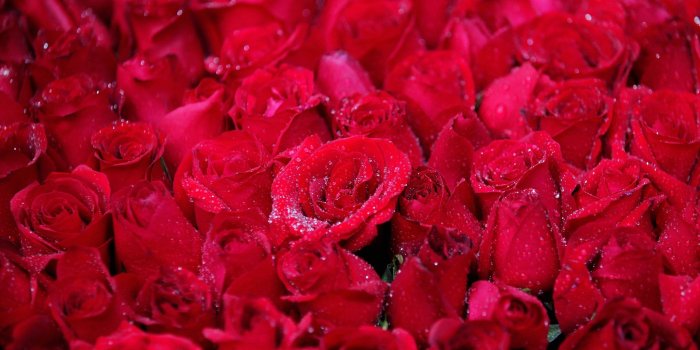 2048x1536 And the marvellous rose became crimson,like the rose of the eastern